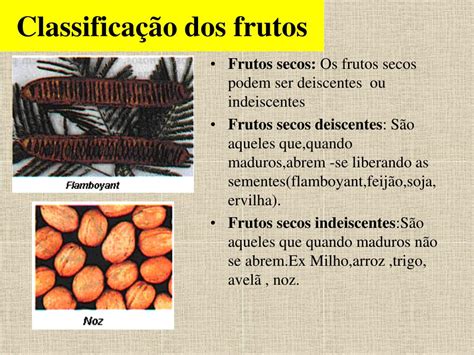Frutos Deiscentes E Indeiscentes - PPT - Sementes e Frutos PowerPoint Presentation, free download - ID:2731446