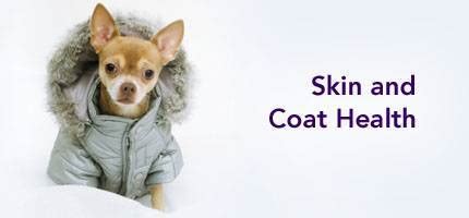 Dog Skin Conditions | Dog Dry Skin | Dog Skin Disorders