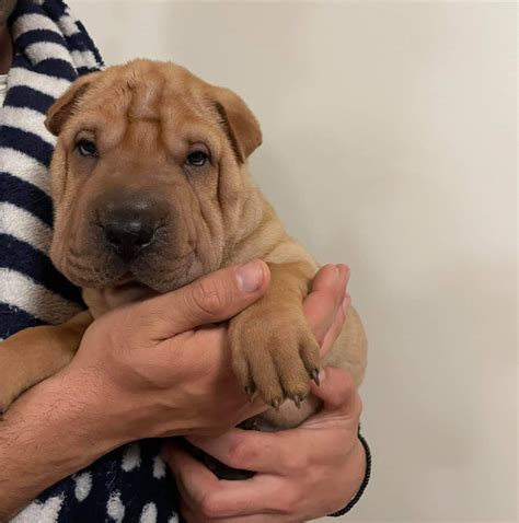 Pitbull shar pei mix pets are the latest viral sensation online 27