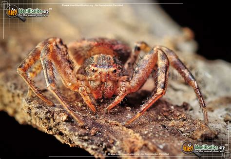 Ground Crab Spider
