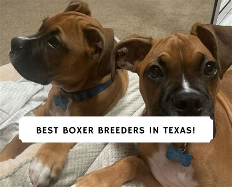 4 Best Boxer Breeders in Texas! (2024) - We Love Doodles