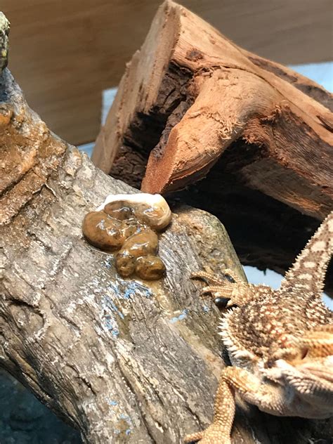 Why Do My Poops Smell Worse Than Normal at Doreen Woods blog