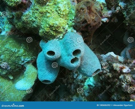sea sponge stock photo image  sulawesi indonesia