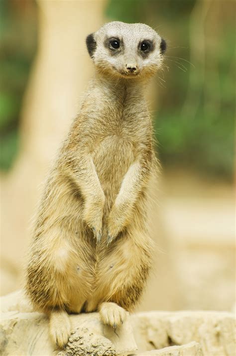 meerkat   observer  nature  africa  image