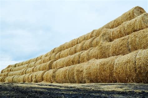premium photo long  tall stack  rolled haystacks  harvested field