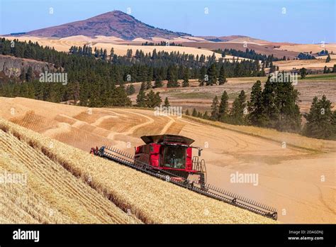 caseih combine harvesting wheat   hills   palouse region