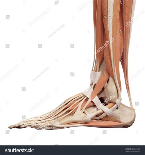 Medical Accurate Illustration Foot Muscles Stock Illustration 293549225 ...