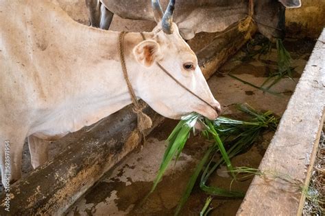 Bangalore, India 14th March 2022: Goshala, Gaushalas, or Goshalas are ...