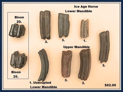 Ice Age Fossil Horse and Bison Teeth