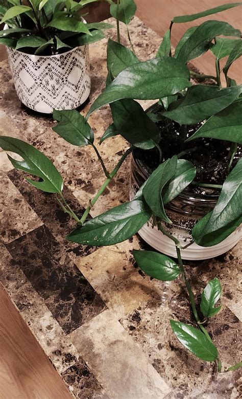 Baltic Blue Pothos! : r/houseplants