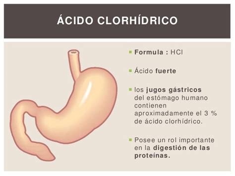 Importancia del ácido clorhídrico en nuestro cuerpo - Quimica | Quimica