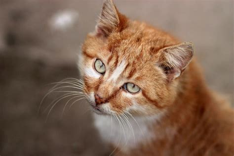 10 Beautiful Orange Cat Breeds (With Info & Pictures) | PangoVet