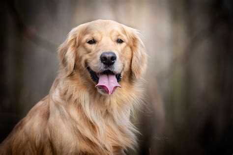 golden retriever achtergrond