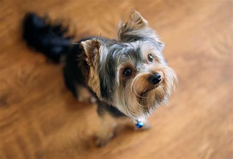 how to cut dog hair yorkie