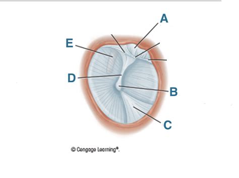 Tympanic Membrane Biology Terms & Definitions Study Set Flashcards ...