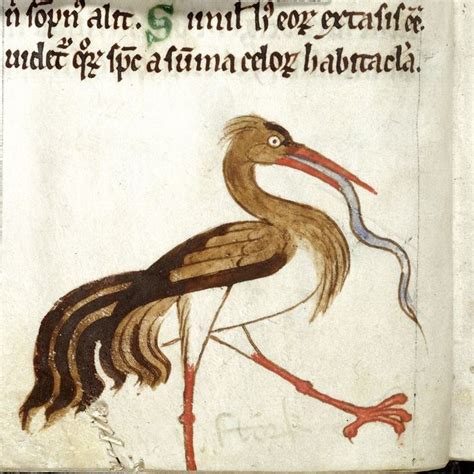 Аист | Bestiary.us