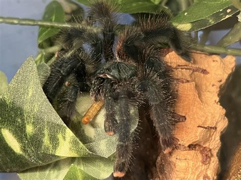 after a hunger strike, my A. Avic finally ate today! : r/tarantulas