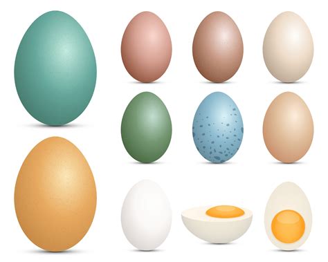 egg vector art icons  graphics