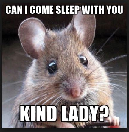 20 Mouse Memes You'll Find Adorable | Pet mice, Animals beautiful, Cute ...