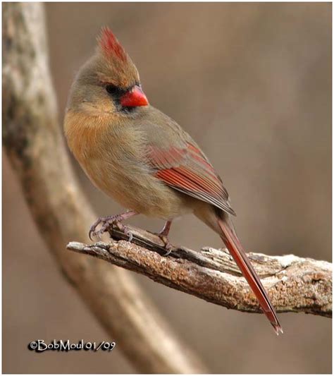 northern cardinal