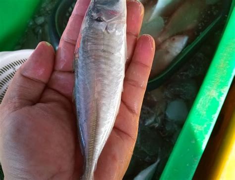 IKAN SEGAR KEMAMAN – KOMUNITI SEGAMAT