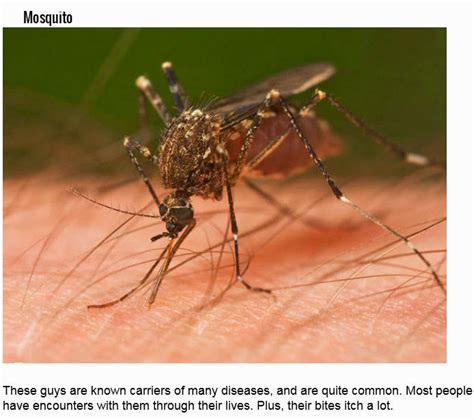 Dangerous Insects (25 pics)