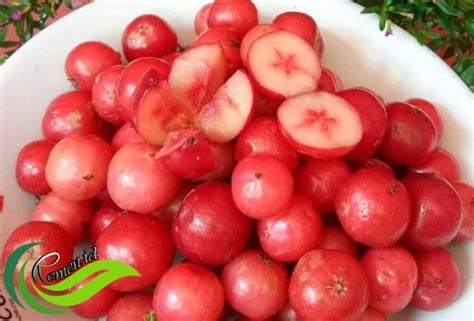 buah buah langka nusantara  kian sulit ditemukan media hobi