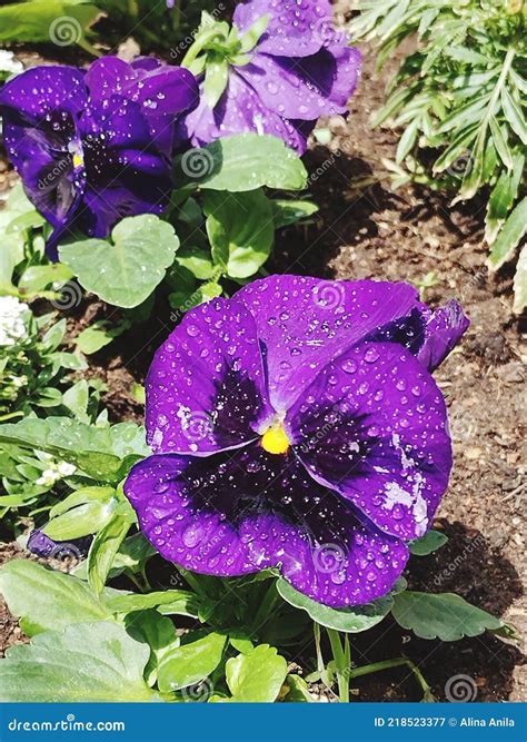 Flower Violet Rain Green Plants Stock Image - Image of flower, rain