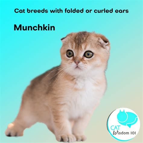 Unusual Cat Breeds with Folded or Curled Ears | Cat Wisdom 101 🐱