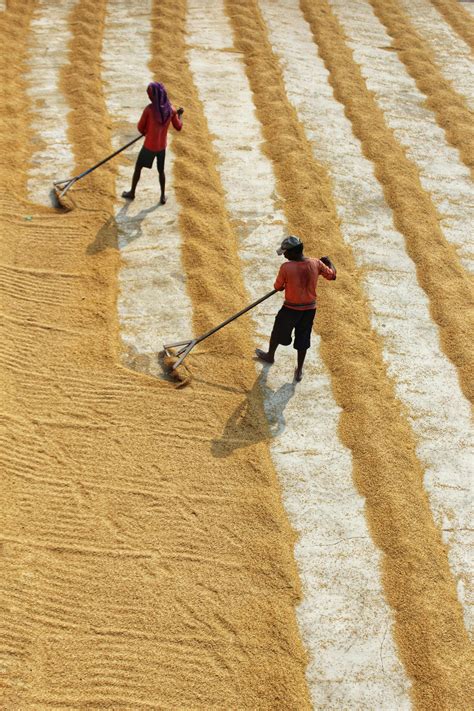 Indian Agriculture Photos, Download The BEST Free Indian Agriculture ...