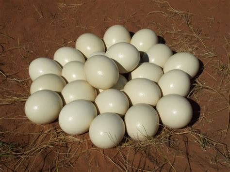 Hatching ostrich eggs products,Cameroon Hatching ostrich eggs supplier