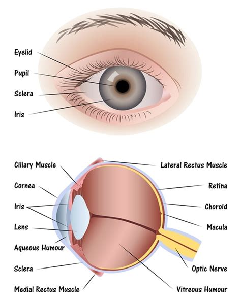 parts   eye diagram  kids