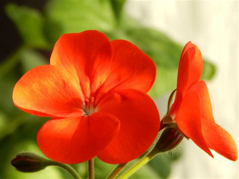 4056x2948 geranium wallpaper free hd widescreen - Coolwallpapers.me!