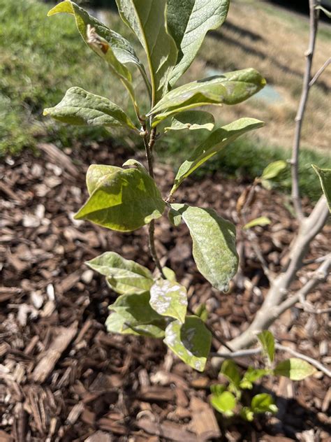 White fuzz and spots on Magnolia leaves - overwatering? : r/arborists