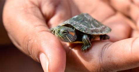 Red-Eared Slider Tanks: A Guide to Enclosures - A-Z Animals