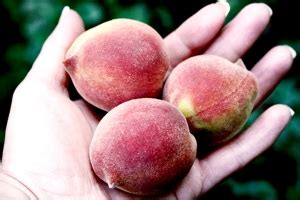 Плодовые саженцы - Каталог для садоводов