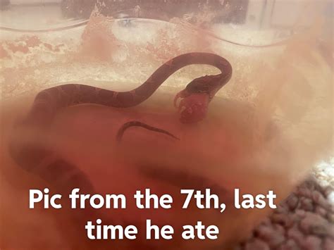 Can baby corns go on a feeding strike? : r/cornsnakes