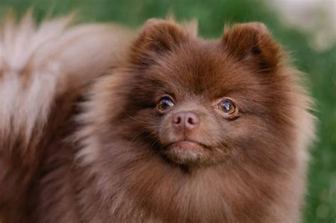 Brown Pomeranian: Info, Pictures, Origin & History – Dogster