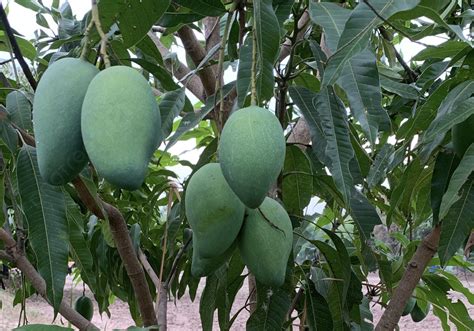 Манговое дерево (Mangifera Indica): ботаническое описание >> Дары ...