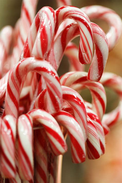 Christmas Candy Canes Free Stock Photo - Public Domain Pictures