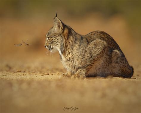 Der Voyeur (Forum für Naturfotografen)