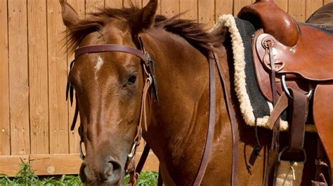 The 5 Very Best Western Saddle Pads For Your Horse