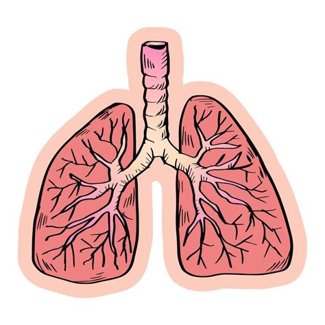 Sketch human lungs anatomical organ 40137230 Vector Art at Vecteezy