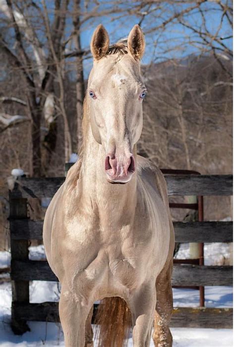 pin  evolanca  horse color pearl   pretty horses