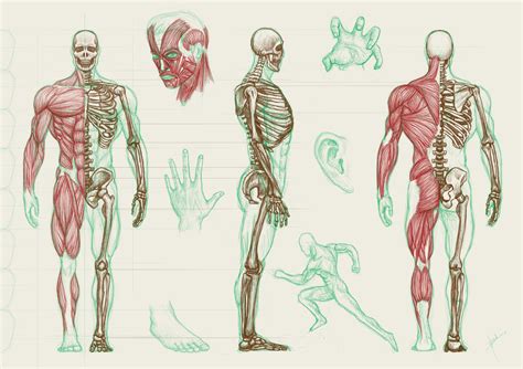Human Anatomy Wallpaper - WallpaperSafari
