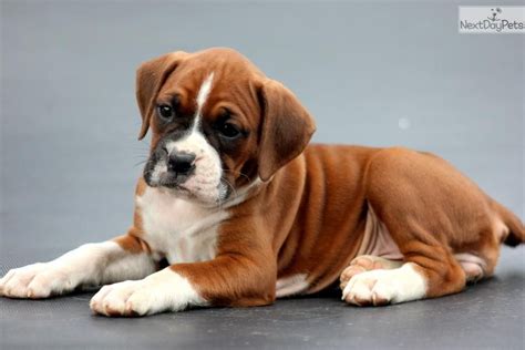 [5+] Brighton Boxer Dog Puppies For Sale Or Adoption Near Me ...