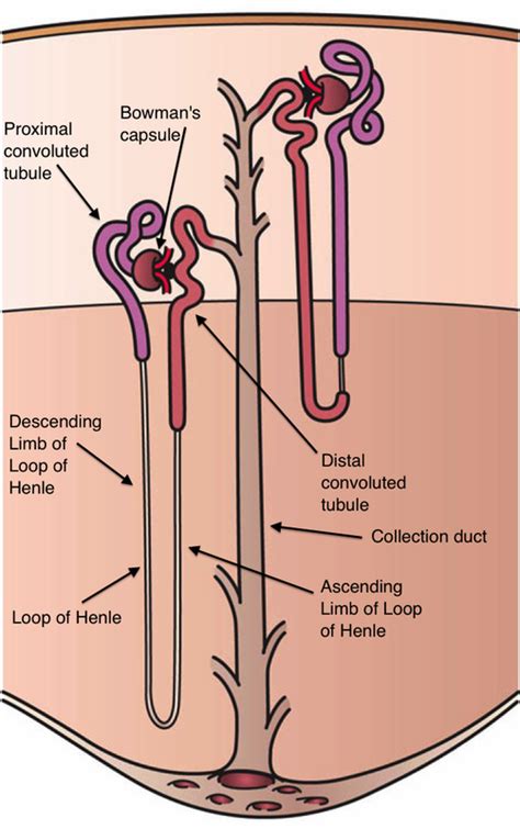 Mechanism of Action - Loop Diuretics