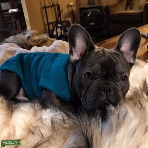 Blue Brindle French - Stud Dog in Oregon, the United States | Breed