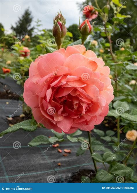English Shrub Rose (bred by David Austin) Summer Song . Vibrant Blooms
