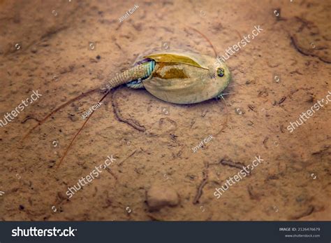 Triops Cancriformis Has Very Fast Life Stock Photo 2126476679 ...